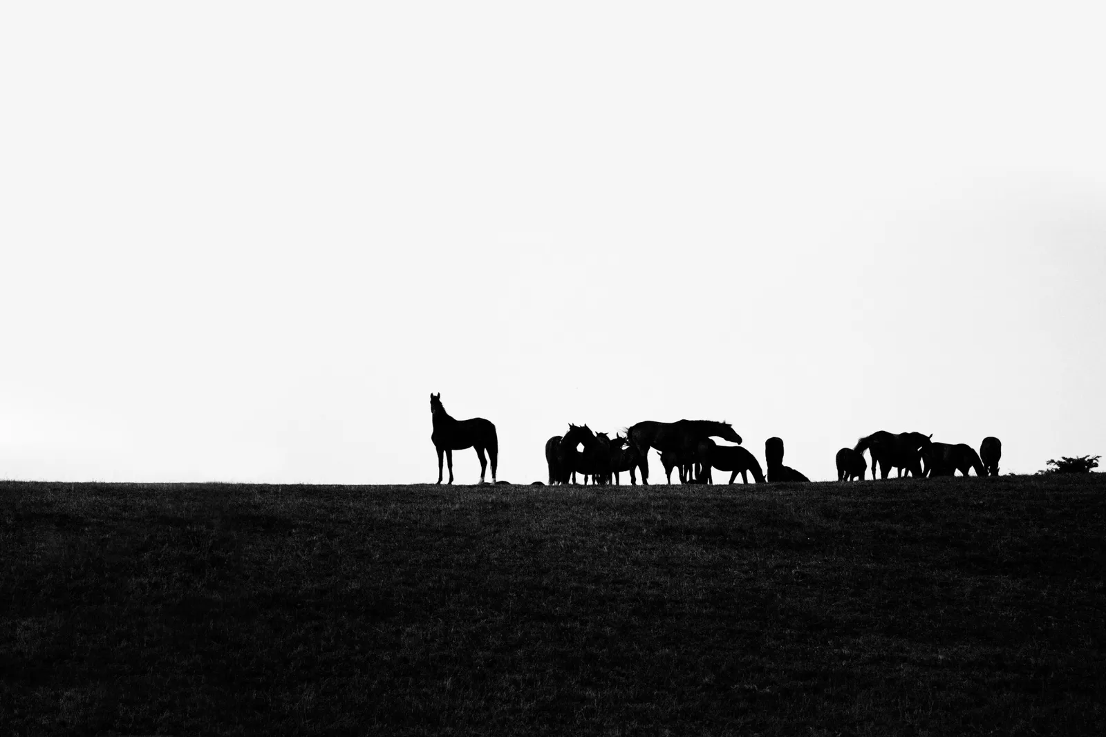 A herd of horses silhouetted on a ridge against a pale sky.